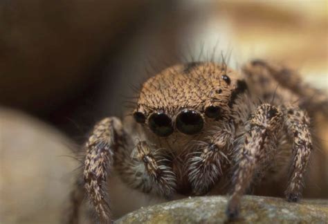 Jumping Spider! A Master of Arachnid Acrobatics and Camouflage Connoisseur