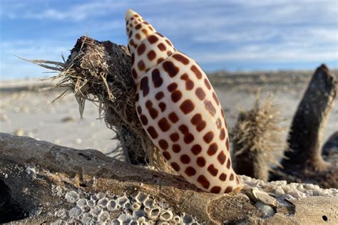 Junonia, the Gastropods Shell-Covered Wanderer Hiding in Plain Sight!