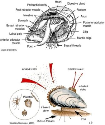  Kentrogon! This Marine Mollusk With an Intricate Shell Architecture Possesses a Remarkable Ability to Filter Feed