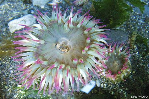  Kerrya! This Spiky Sponge Might Just Change Your Understanding of Marine Life