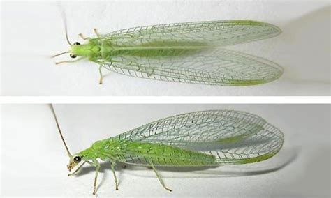  Lacewing! A Tiny Predator With Delicate Wings and a Voracious Appetite for Aphids