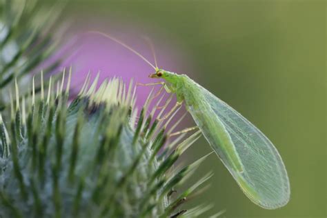  Lacewing: These Delicate Insects Are Voracious Predators with Exquisite Winglace Patterns!