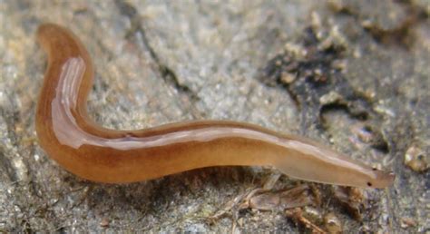 Land Planarian!  A Marvelous Microbe That Moves and Munchies With Mighty Determination