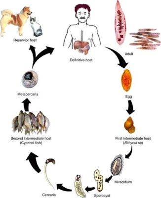 Liver Fluke: An Amazing Parasite that Can Survive in Multiple Hosts!