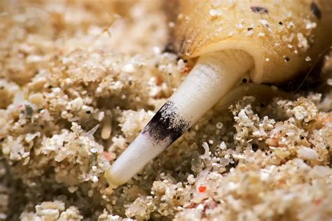  Marginella! This Tiny Snail That Hunts Using Venomous Harpoons Is One Remarkable Creature