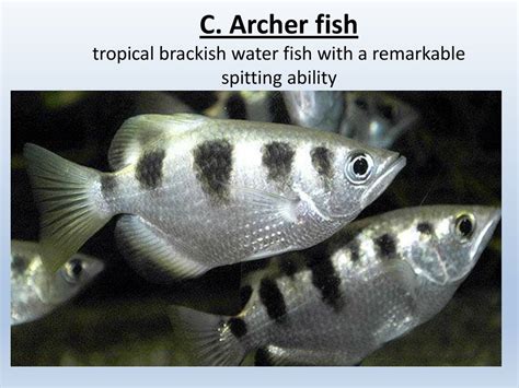  Marinothrix! This Ciliated Protozoan Exhibits Remarkable Osmoregulation Abilities and Thrives in Brackish Water Environments