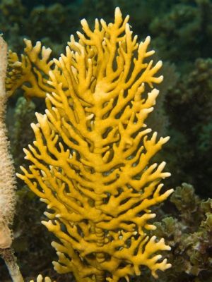  Millepora! A Colony of Stingers Disguised as Underwater Flowers