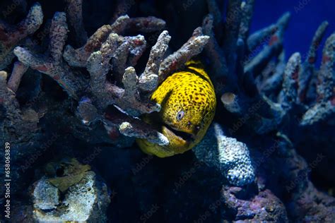  Millepora! An Intricate Ciliate That Thrives Amidst Rocky Reefs