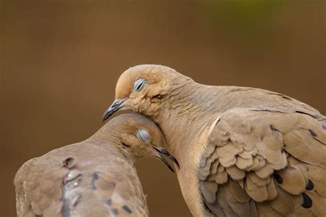 Mourning Dove, a Delightful Bird Known for its Melodious Cooing!