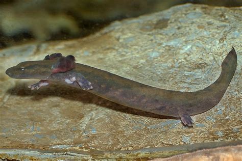  Mudpuppy  A Tiny Aquatic Salamander That Masters Camouflage and Thrives on Riverbeds!