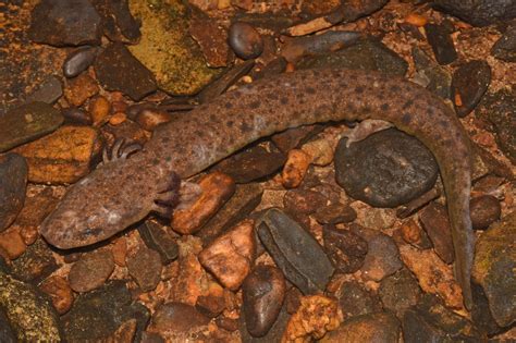 Mudpuppy This Amphibian With Spots Can Be Found Hiding Under Rocks And Logs!