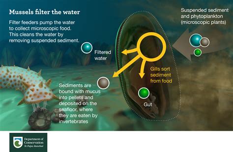 Mussels: These Amazing Filter Feeders Play a Crucial Role in Maintaining Clean and Healthy Aquatic Ecosystems!