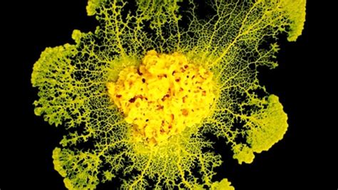  Myxomycete! Unearthing the Secrets of This Remarkably Intelligent Single-Celled Slime Mold