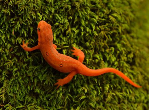  Newt! This Amphibious Reptile Thrives in Freshwater Ecosystems and Exhibits Remarkable Regeneration Abilities