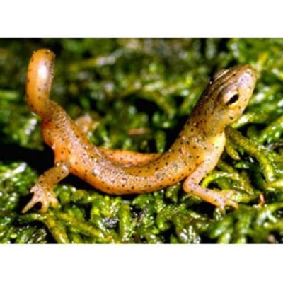  Newt: Discover an Amphibian Champion of Camouflage and Regeneration