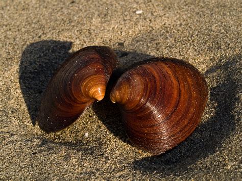 Northern quahog! A Master of Burrowing Deep in the Sandy Seashore or Thriving on Rocky Shores and Embracing a Long and Prosperous Life