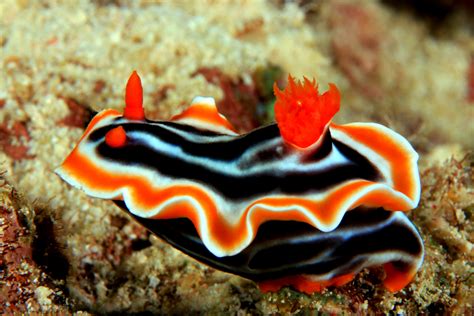 Nudibranch: Unraveling the Mysteries of Colorful Sea Slugs