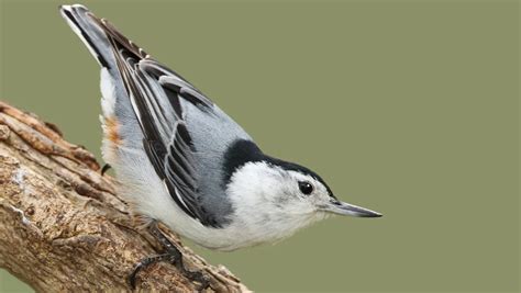 Nuthatch! A Tiny Bird Packed With Personality That Brings the Forest Floor to Its Nest