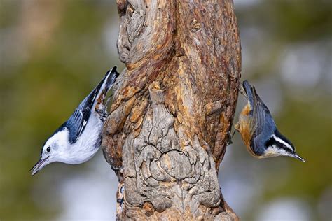 Nuthatch: A Tiny Bird With An Acrobatic Nature That Defies Gravity!