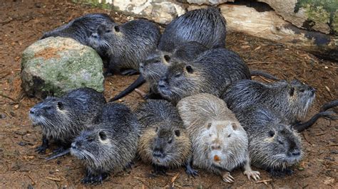  Nutria!  These Semi-Aquatic Rodents Known for Their Dense Fur Will Absolutely Surprise You