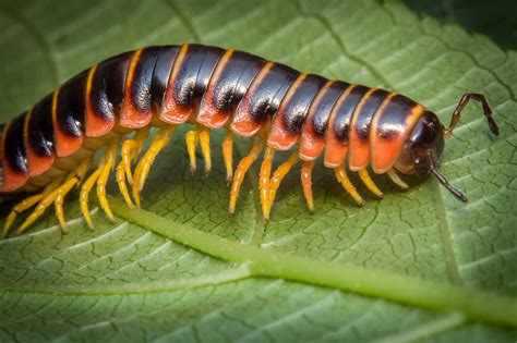  Okinawa Millipede: A Colorful Critter With Hundreds of Legs That Loves Damp Leaves