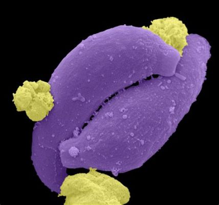  Ookinete: A Microscopic Marvel Exploring the World through Plasmodium Parasitism!