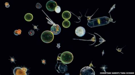  Opercularia - A fascinating peek into the hidden world of these single-celled wonders!