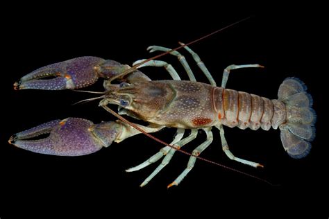  Orconectes! These Colorful Crayfish Bring Freshwater Ecosystems Back to Life!