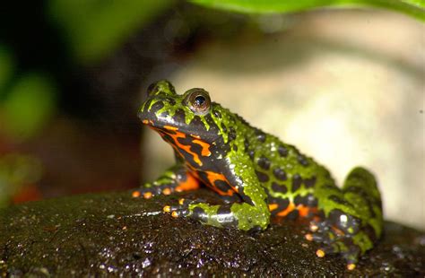 Oriental Fire-Bellied Toad: This Vibrant Amphibian Embarks on a Thrilling Journey Through Lush Landscapes and Tranquil Waters!