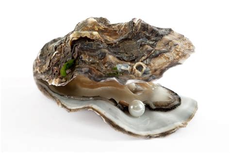  Oyster! A Bivalve With Ancient Roots and Culinary Delights