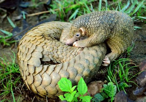 Pangolin: A Gentle Giant Sporting Scales That Mask an Adorable Insect-Loving Nature!