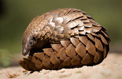 Pangolin: A Mammal Dressed as a Reptile, Hiding Amongst the Leaves With Its Scales!