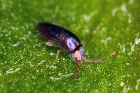 Planthopper: Can These Tiny Insects Really Leap Like Olympian Athletes?