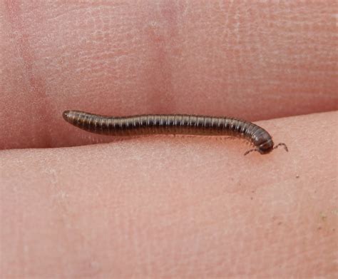  Quaking Millipede: A Tiny Tremble That Brings Joy To Forest Floors!