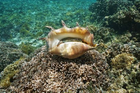  Queen Conch! A Gastropod With a Crown-like Shell Hiding Delicious Secrets