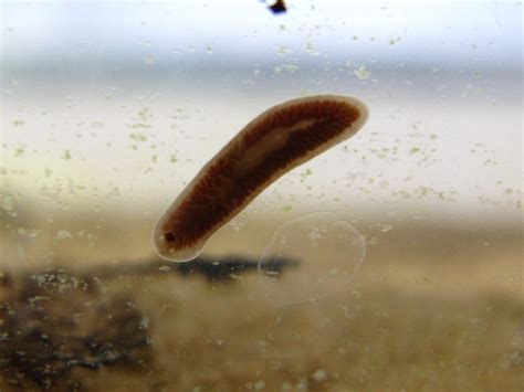  Quirking Question: A Flatworm That Lives in Freshwater