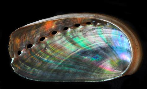  Radula-Bearing Rainbow Abalone: An iridescent shell with tentacles for tasting!