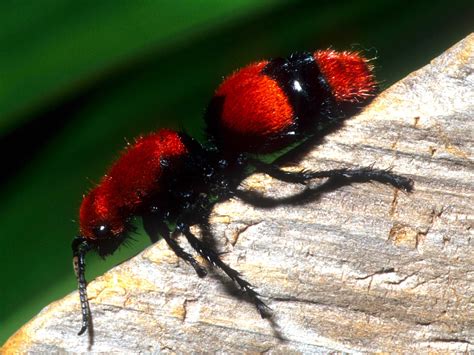  Red Velvet Ant -  A Delightful Arachnid Known for its Fuzzy Appearance Despite its Stinging Capabilities!