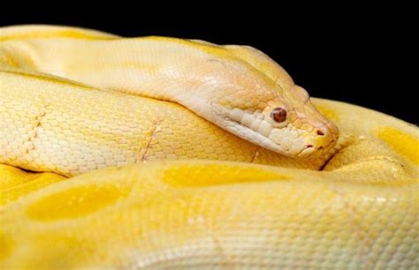 Reticulated Python: A Serpentine Master of Constriction Who Lurks Among Lush Tropical Foliage!