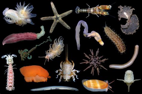  Scaleworm! Unearth the Mysteries of These Armored Invertebrates Found on Ocean Floors