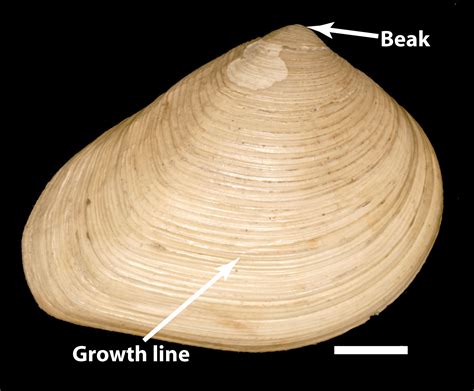  Scallops: A Shell-Shocking Story of Bivalve Beauty and Burrowing Prowess!