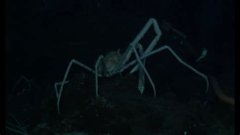  Spider Crabs: Explore the Bizarre Beauty and Deep-Sea Mysteries of these Eight-Legged Wonders!