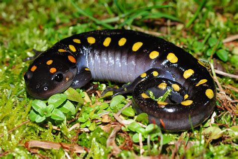 Spotted Salamander Millipedes: A Delightful Blend of Miniature Armor and Gentle Locomotion!