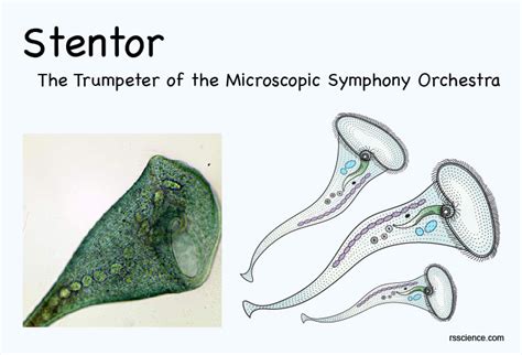  Stentor! This Tiny Trumpet-Shaped Ciliate Performs Microscopic Ballet Performances