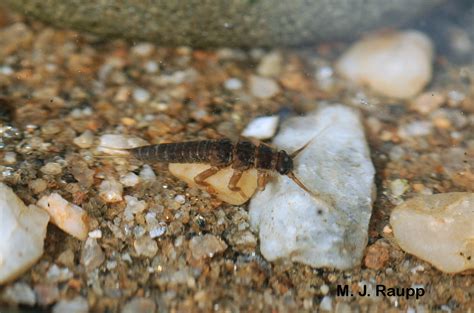  Stonefly A Tiny Aquatic Wonder That Shows How Nature Thrives Despite Harsh Environments!