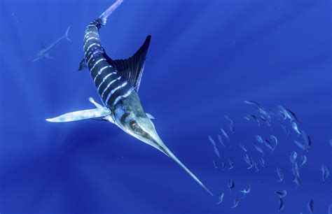  Striped Marlin – An Agile Predator That Navigates Deep Ocean Waters While Exhibiting Striking Coloration!