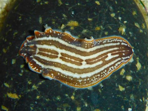 Stylochus! A Tiny Flatworm With An Appetite For Decay And Secrets Of Regeneration