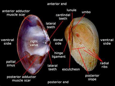  Tellin! A Bivalve Mollusk With an Unexpected Twist