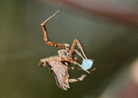  Uloborid Spiders: Weaving Sticky Silk Wonders and Capturing Prey in Intricate Traps