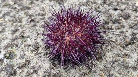 Vampire Sea Urchin: This Striking Ocean Dweller is More Glamorous Than Scary!